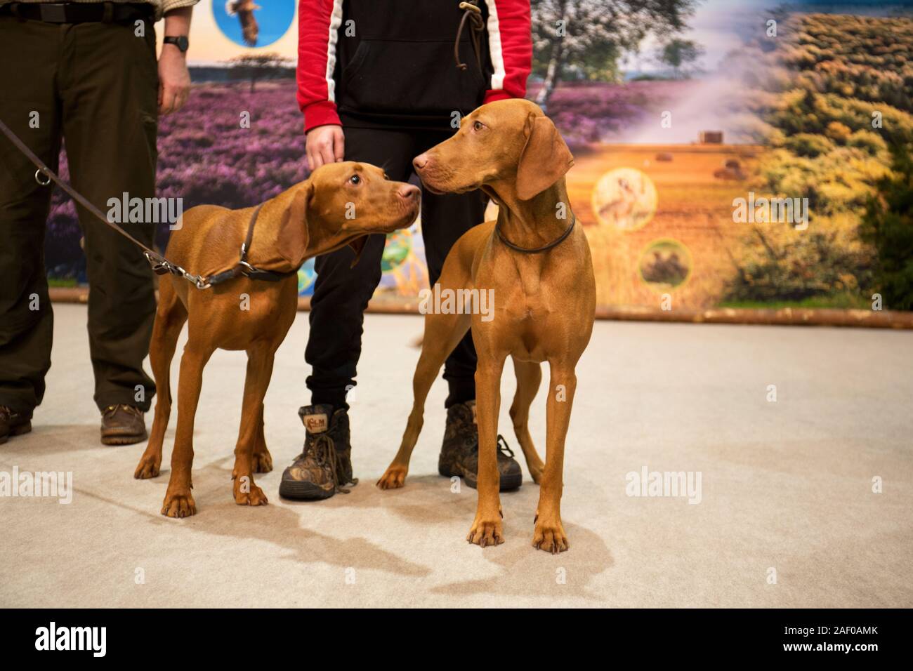 Impressioni di hunt fiera di Hannover bassa Sassonia Germania il 6 dicembre 2019 Foto Stock