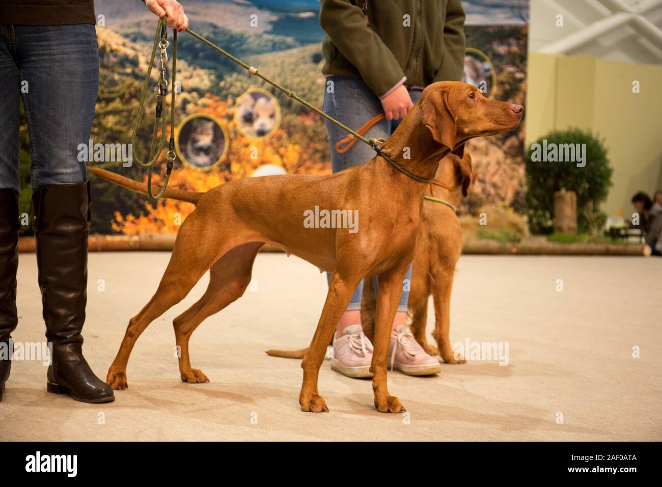 Impressioni di hunt fiera di Hannover bassa Sassonia Germania il 6 dicembre 2019 Foto Stock