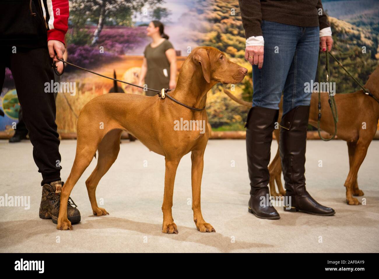 Impressioni di hunt fiera di Hannover bassa Sassonia Germania il 6 dicembre 2019 Foto Stock