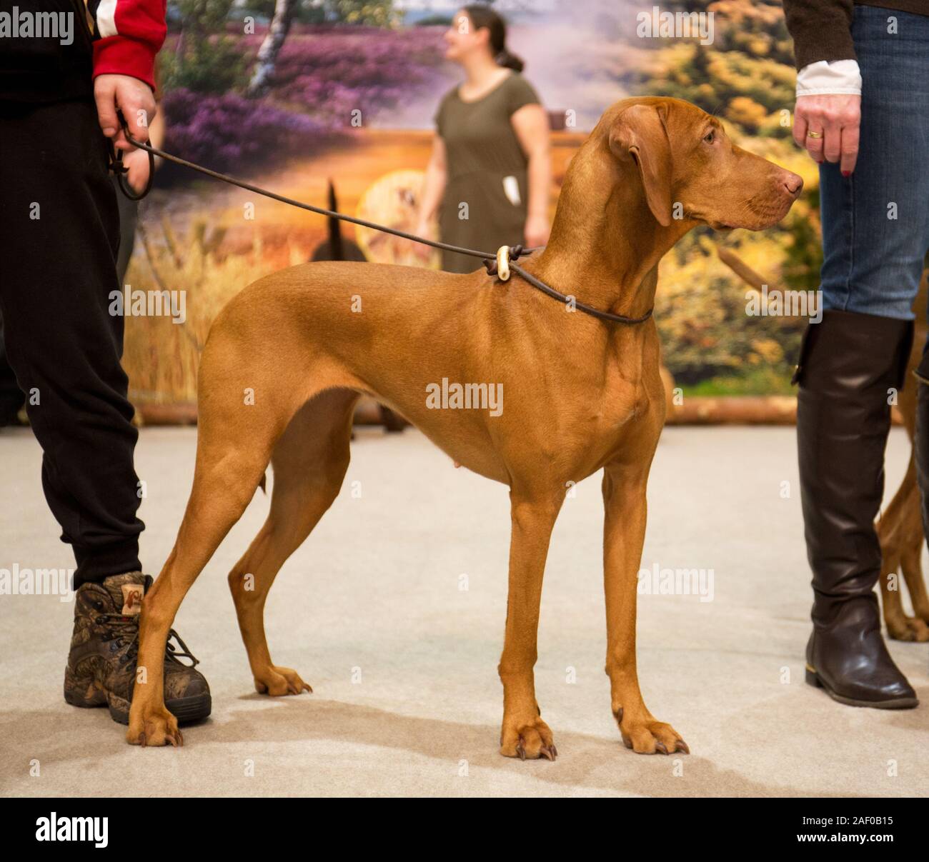 Impressioni di hunt fiera di Hannover bassa Sassonia Germania il 6 dicembre 2019 Foto Stock