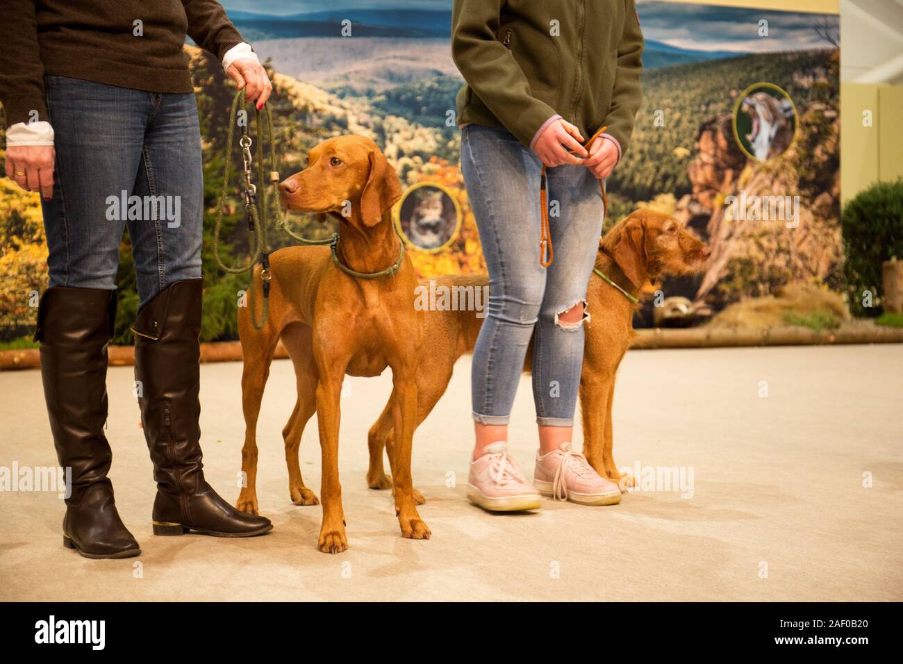 Impressioni di hunt fiera di Hannover bassa Sassonia Germania il 6 dicembre 2019 Foto Stock