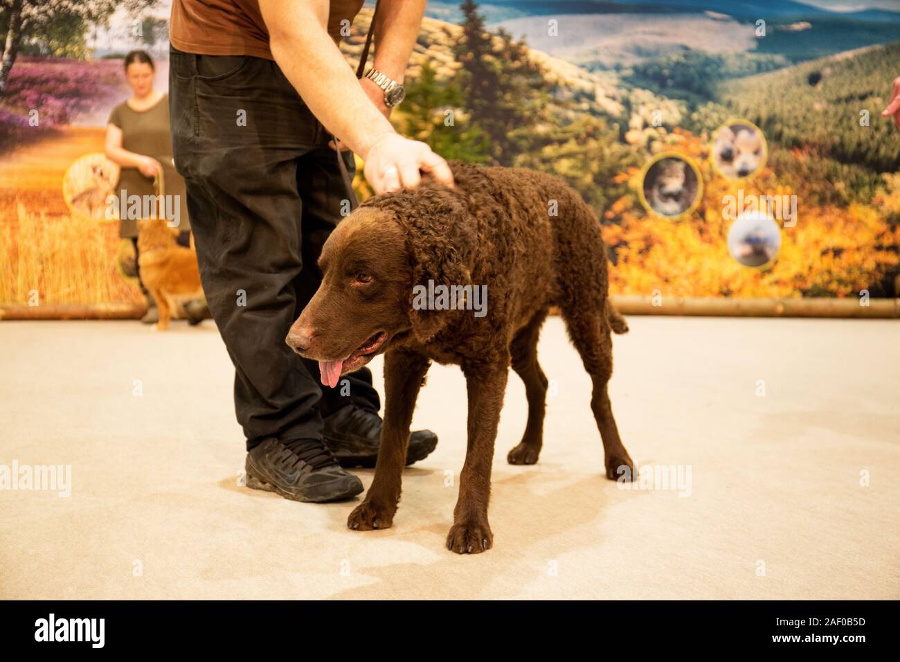 Impressioni di hunt fiera di Hannover bassa Sassonia Germania il 6 dicembre 2019 Foto Stock