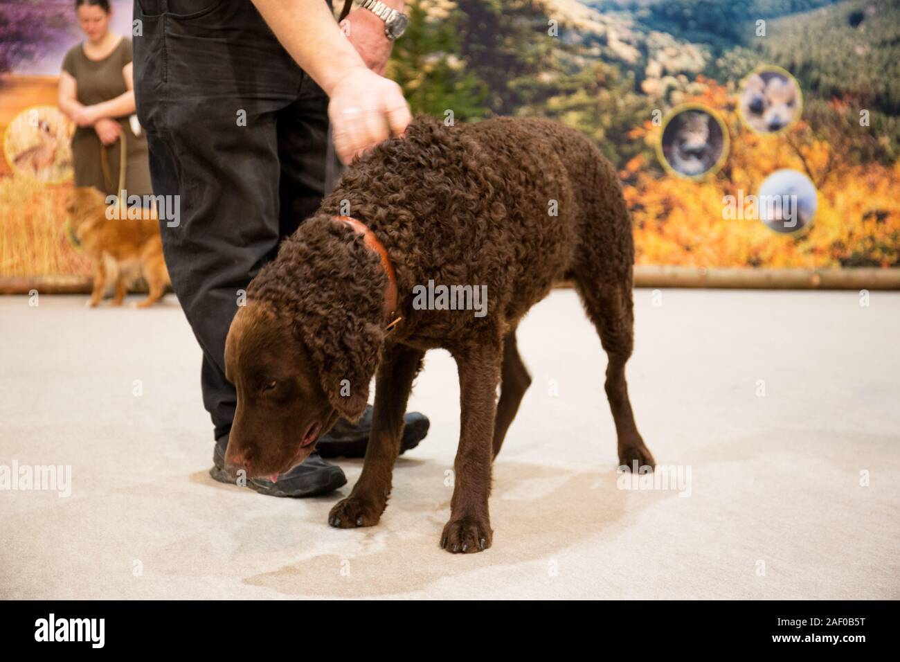 Impressioni di hunt fiera di Hannover bassa Sassonia Germania il 6 dicembre 2019 Foto Stock