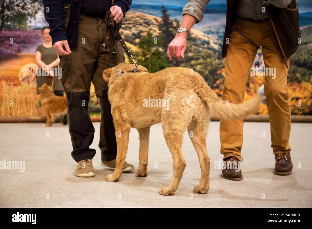 Impressioni di hunt fiera di Hannover bassa Sassonia Germania il 6 dicembre 2019 Foto Stock