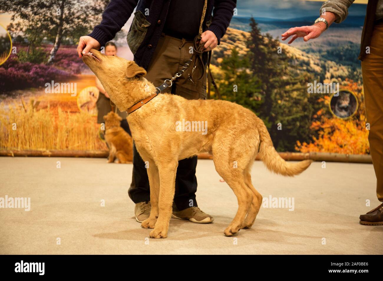 Impressioni di hunt fiera di Hannover bassa Sassonia Germania il 6 dicembre 2019 Foto Stock