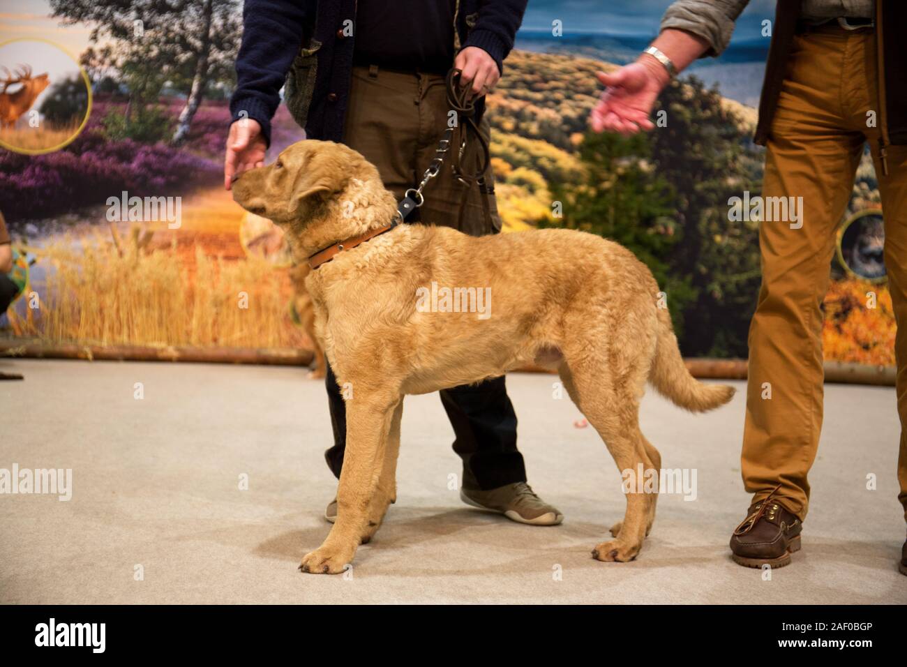 Impressioni di hunt fiera di Hannover bassa Sassonia Germania il 6 dicembre 2019 Foto Stock