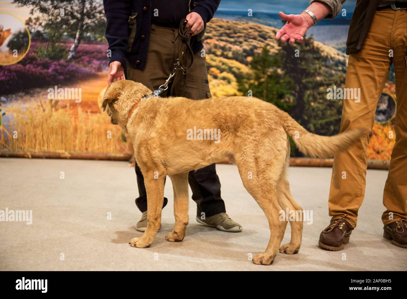 Impressioni di hunt fiera di Hannover bassa Sassonia Germania il 6 dicembre 2019 Foto Stock
