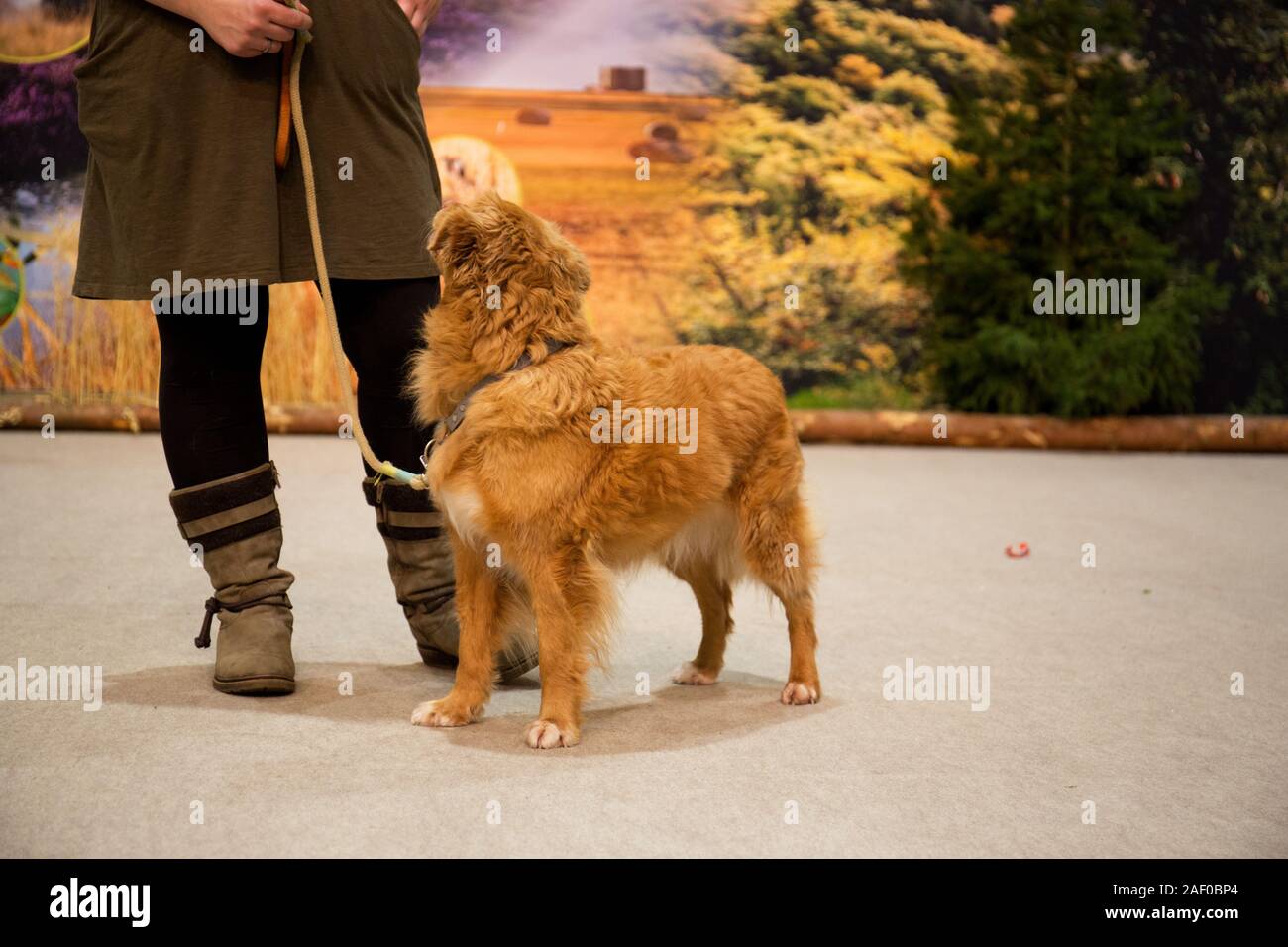 Impressioni di hunt fiera di Hannover bassa Sassonia Germania il 6 dicembre 2019 Foto Stock