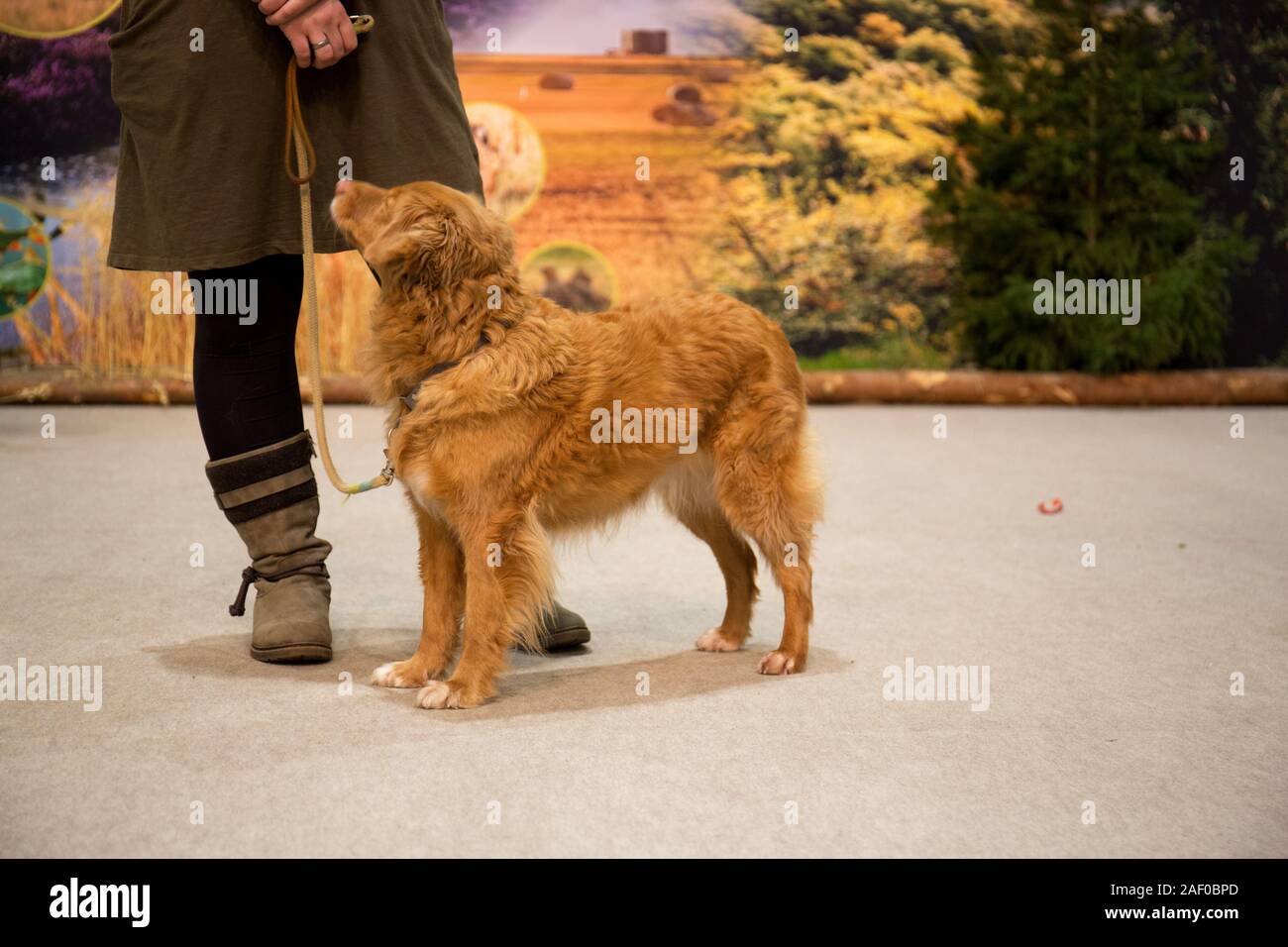 Impressioni di hunt fiera di Hannover bassa Sassonia Germania il 6 dicembre 2019 Foto Stock
