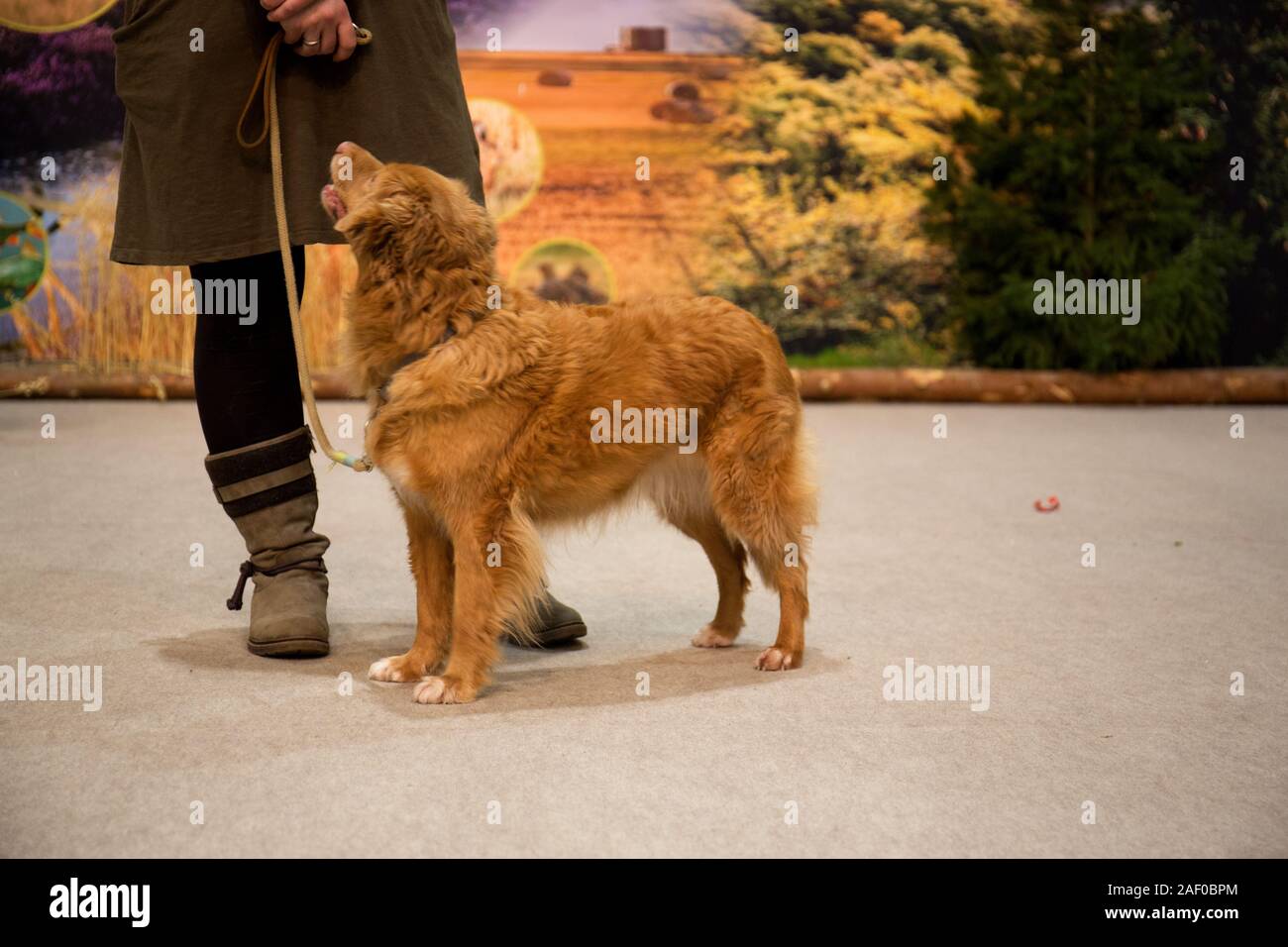 Impressioni di hunt fiera di Hannover bassa Sassonia Germania il 6 dicembre 2019 Foto Stock