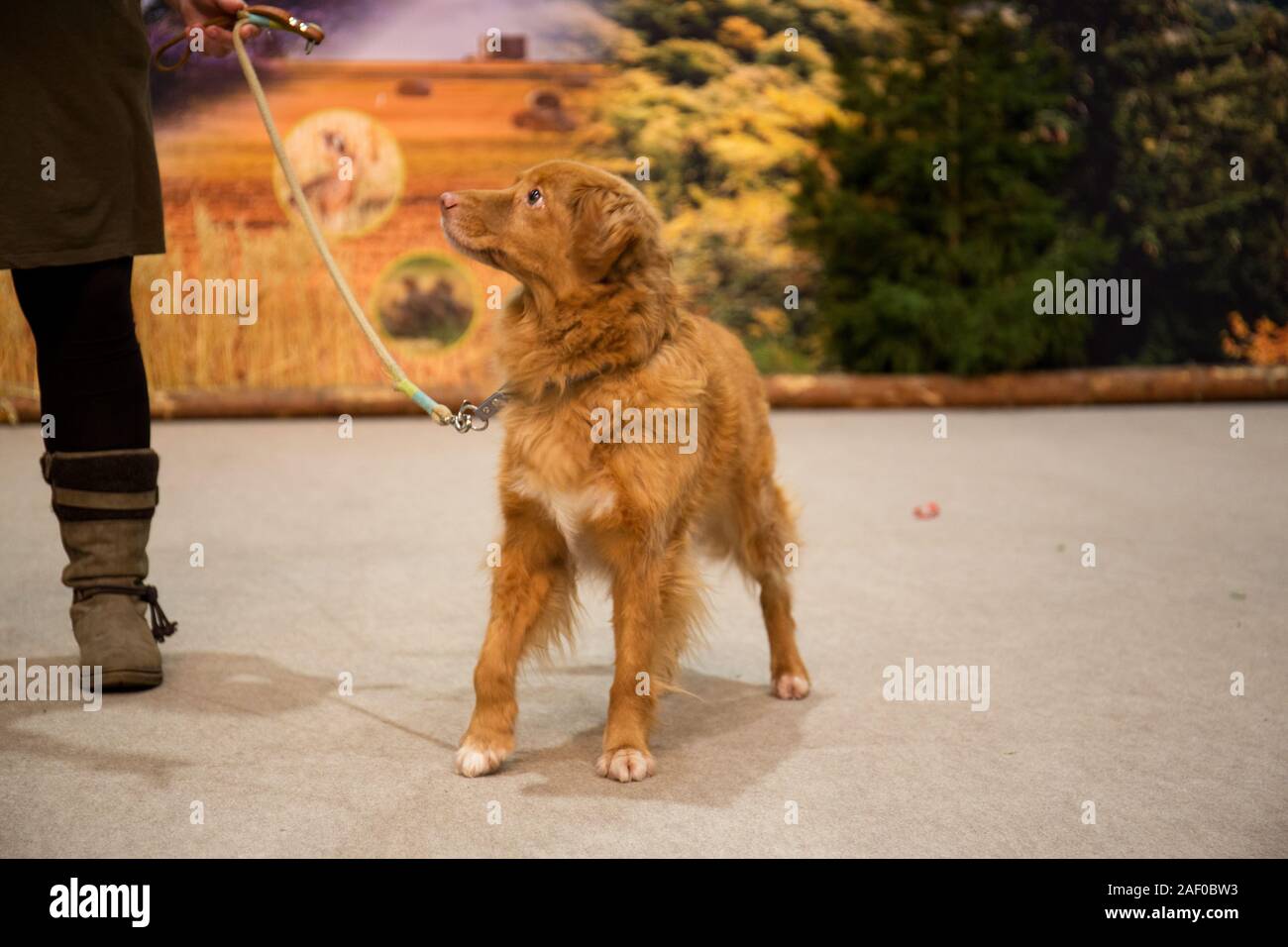 Impressioni di hunt fiera di Hannover bassa Sassonia Germania il 6 dicembre 2019 Foto Stock