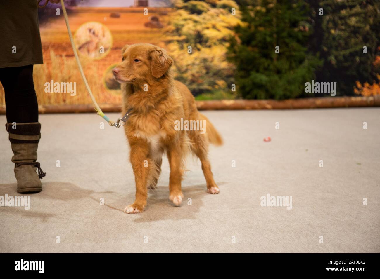 Impressioni di hunt fiera di Hannover bassa Sassonia Germania il 6 dicembre 2019 Foto Stock