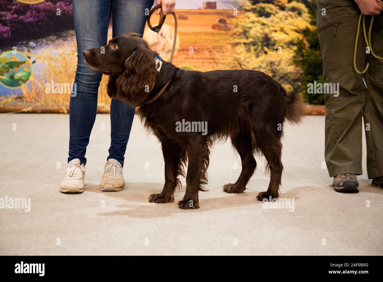 Impressioni di hunt fiera di Hannover bassa Sassonia Germania il 6 dicembre 2019 Foto Stock