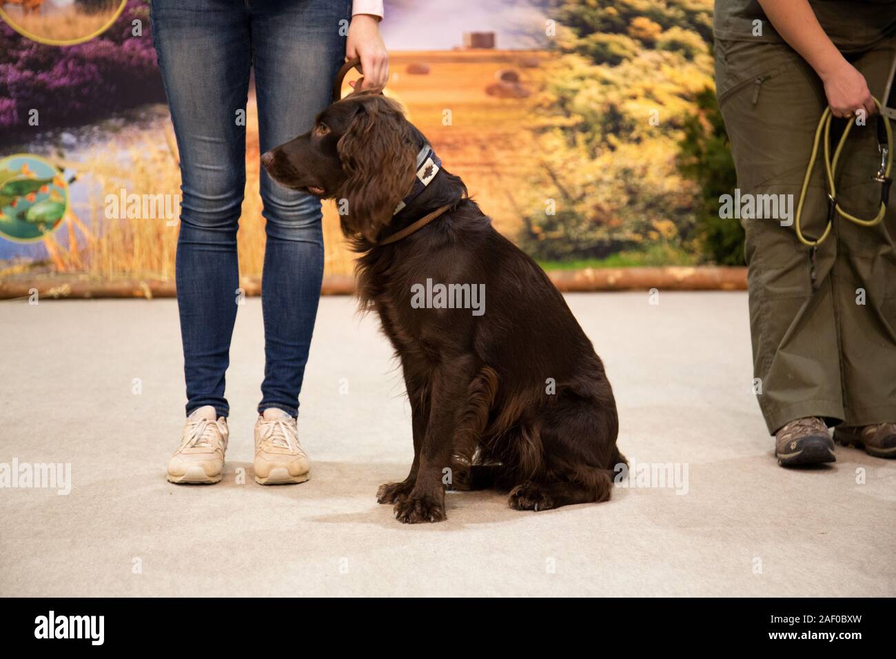 Impressioni di hunt fiera di Hannover bassa Sassonia Germania il 6 dicembre 2019 Foto Stock