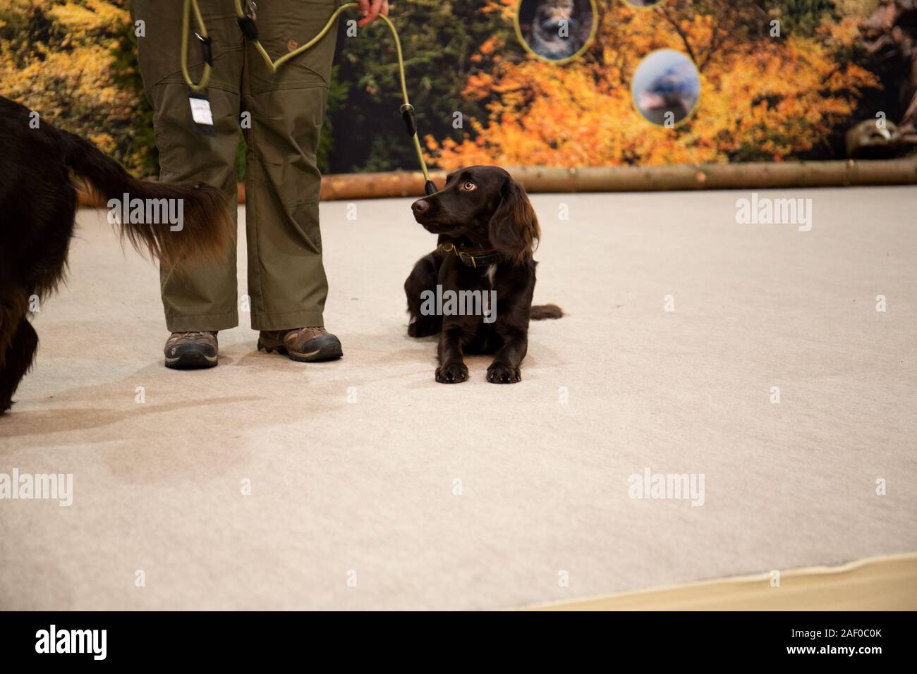 Impressioni di hunt fiera di Hannover bassa Sassonia Germania il 6 dicembre 2019 Foto Stock