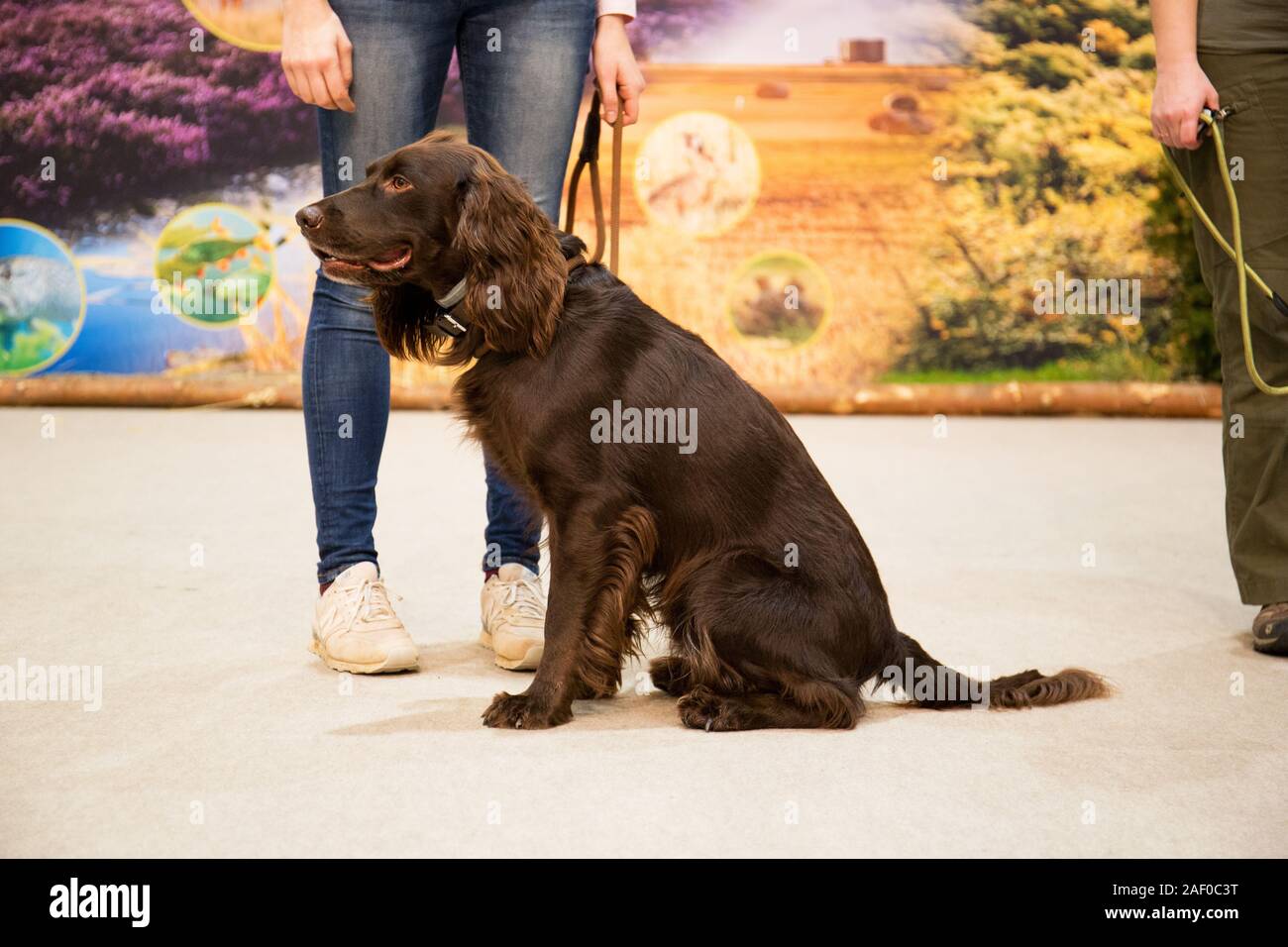 Impressioni di hunt fiera di Hannover bassa Sassonia Germania il 6 dicembre 2019 Foto Stock