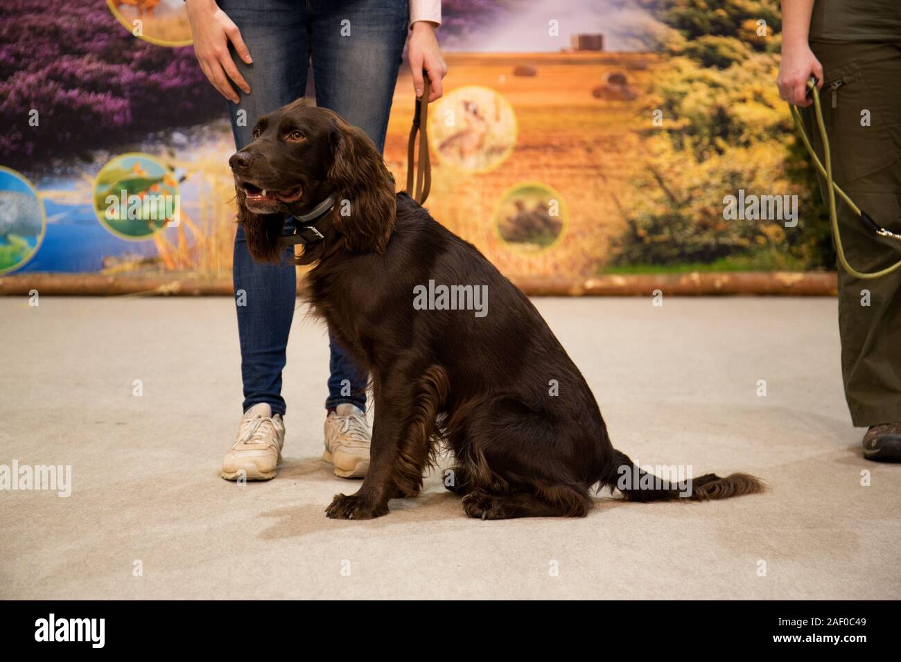 Impressioni di hunt fiera di Hannover bassa Sassonia Germania il 6 dicembre 2019 Foto Stock