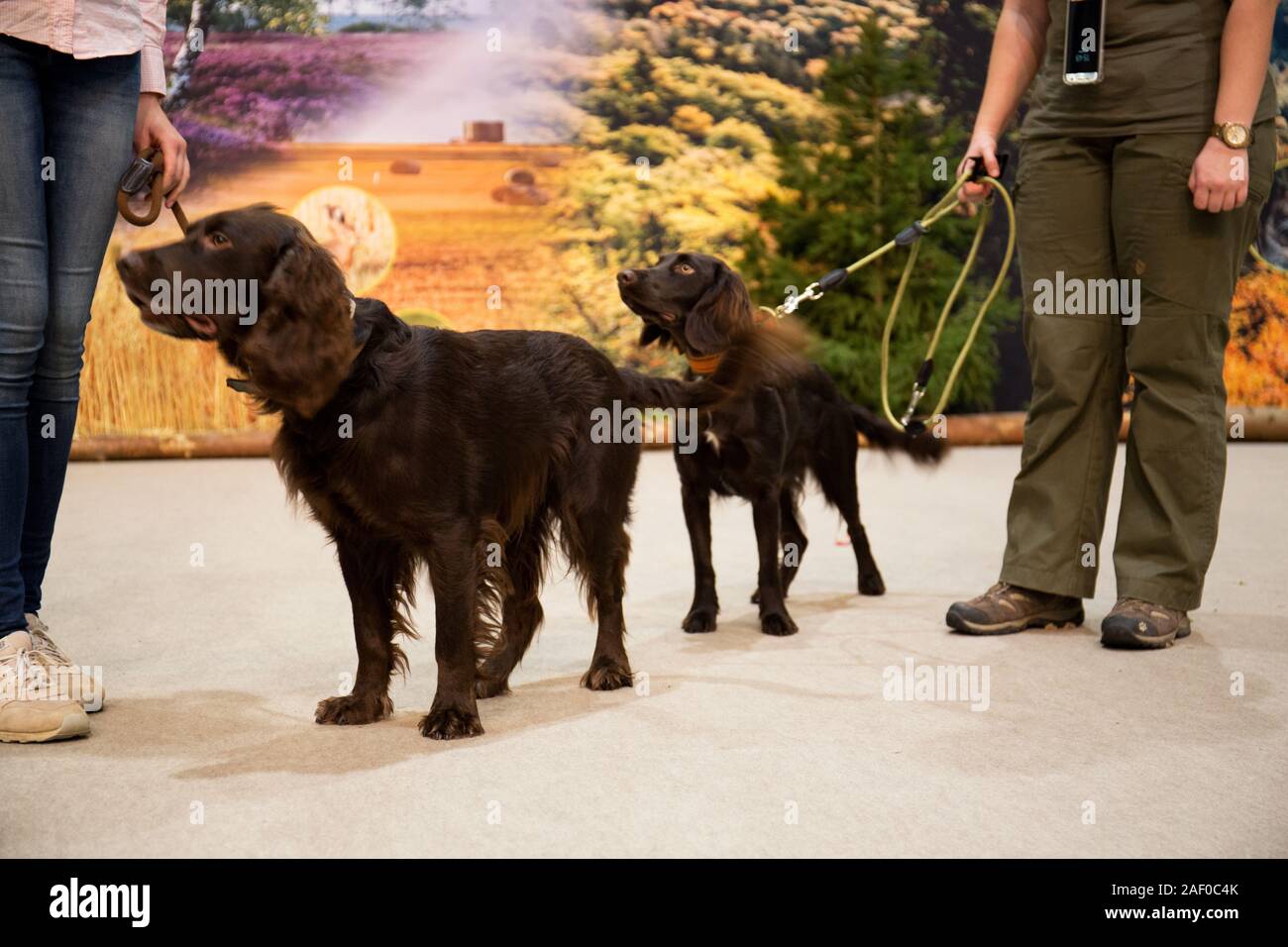 Impressioni di hunt fiera di Hannover bassa Sassonia Germania il 6 dicembre 2019 Foto Stock