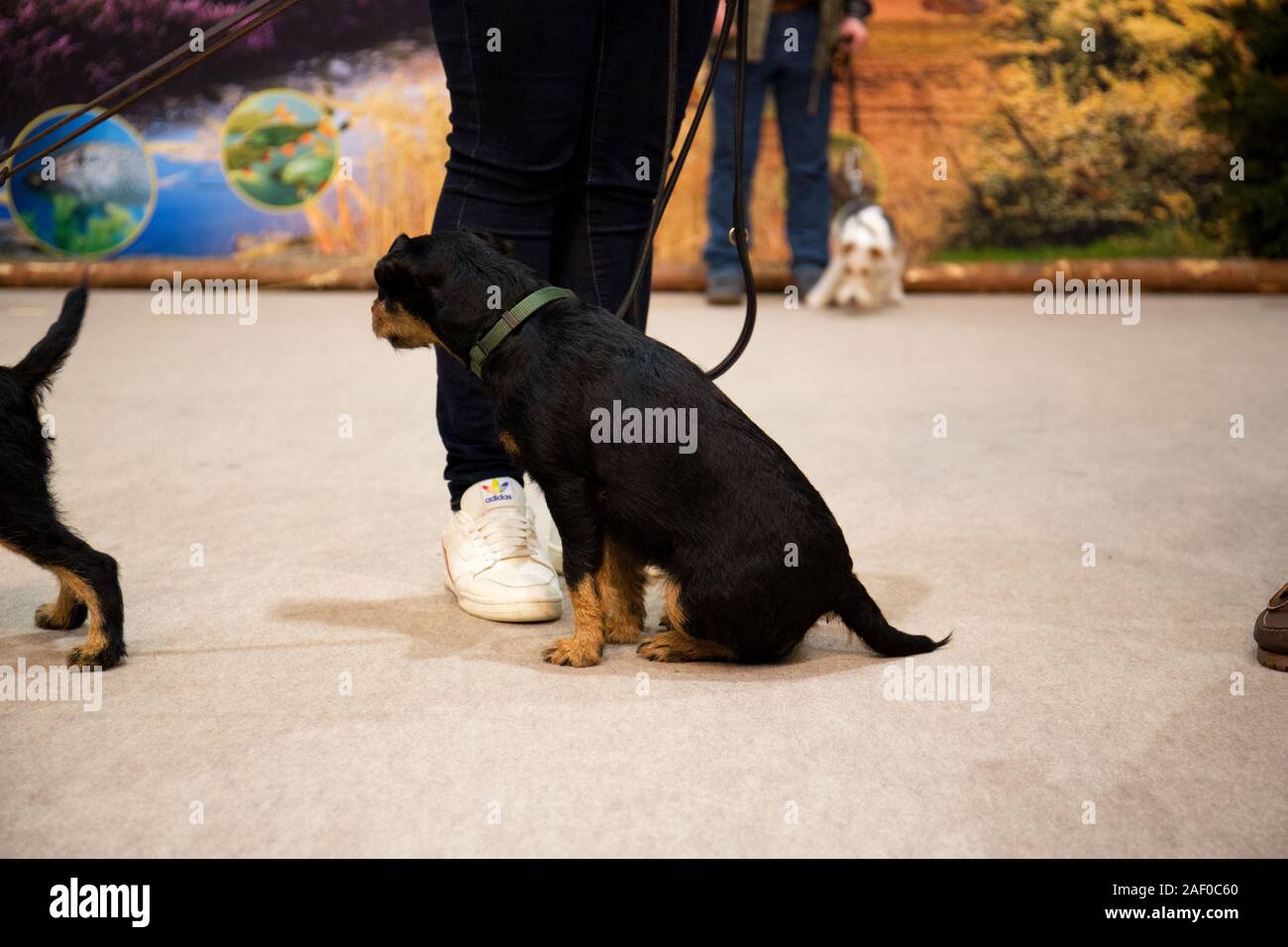 Impressioni di hunt fiera di Hannover bassa Sassonia Germania il 6 dicembre 2019 Foto Stock