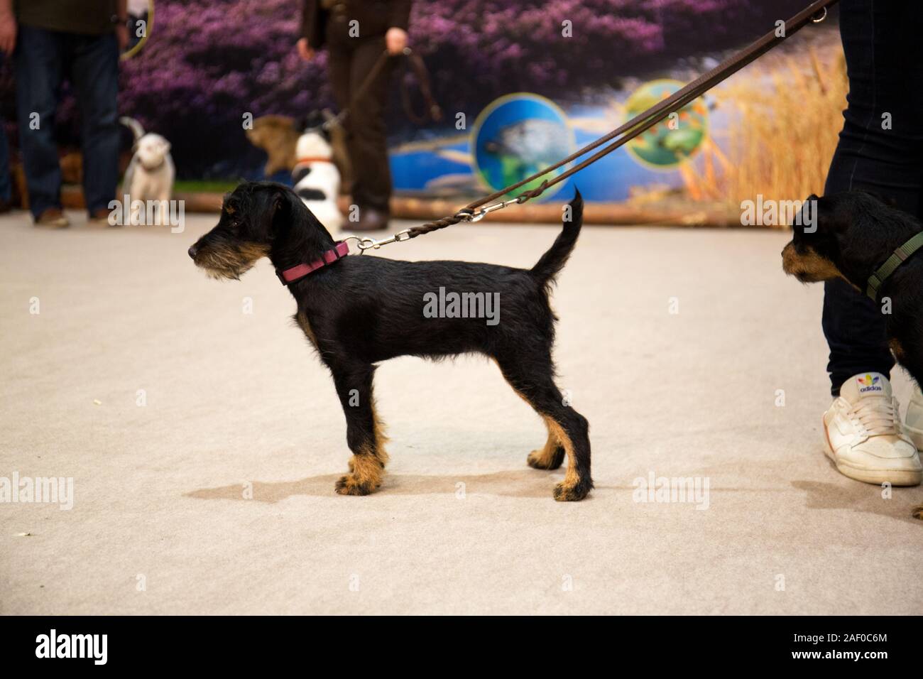 Impressioni di hunt fiera di Hannover bassa Sassonia Germania il 6 dicembre 2019 Foto Stock
