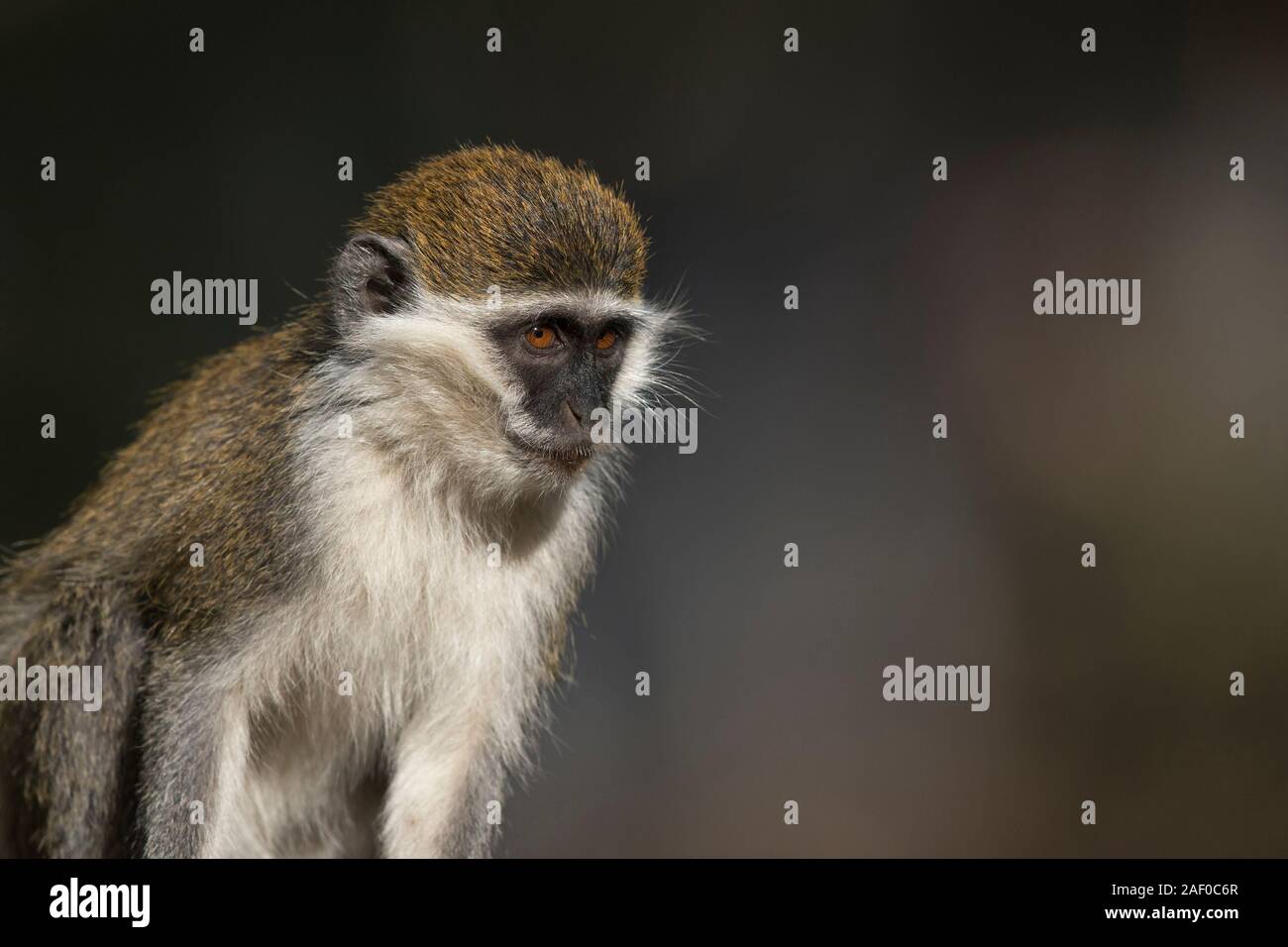 Grivet Monkey (Chlorocebus aethiops) Foto Stock