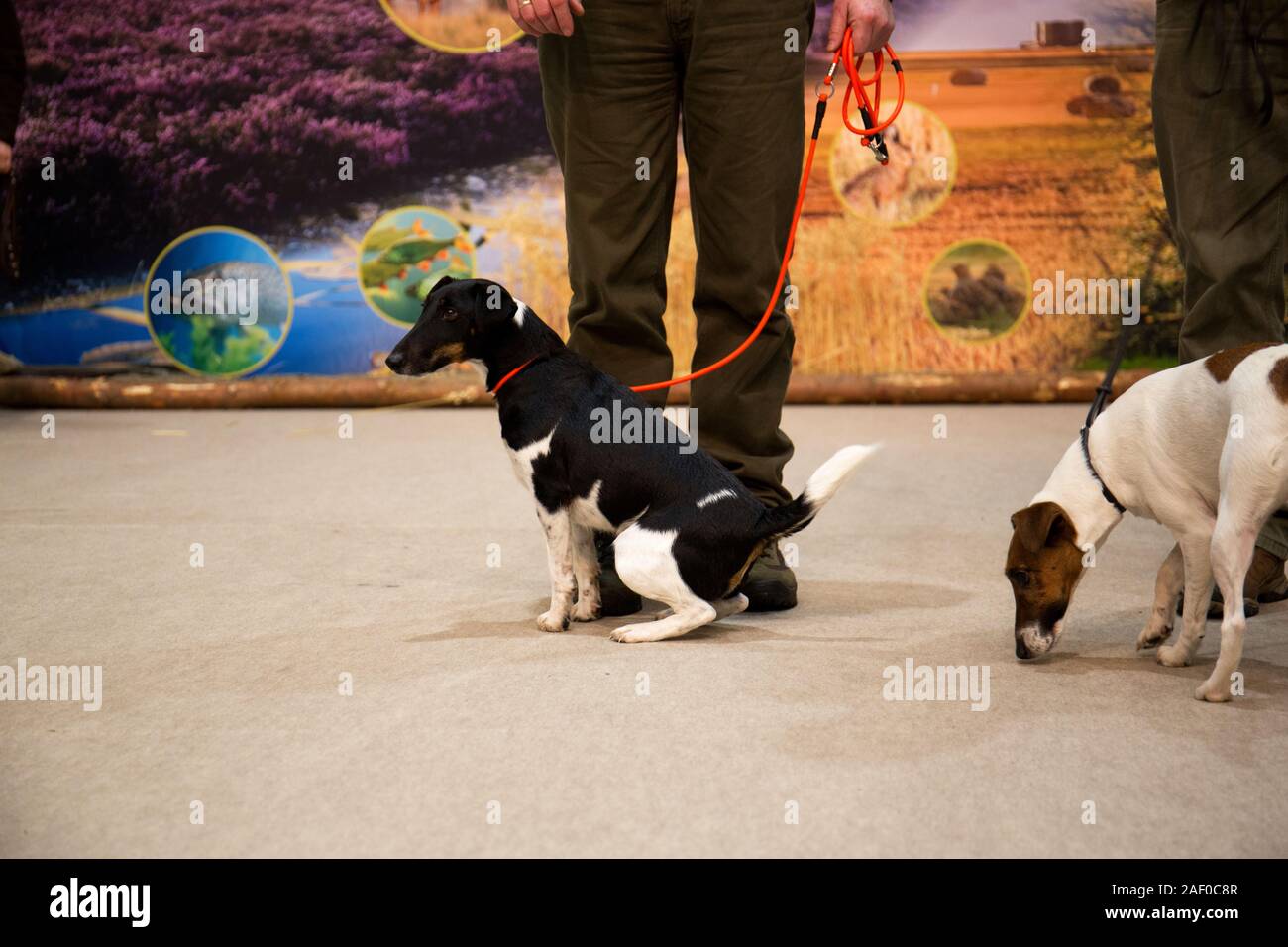Impressioni di hunt fiera di Hannover bassa Sassonia Germania il 6 dicembre 2019 Foto Stock