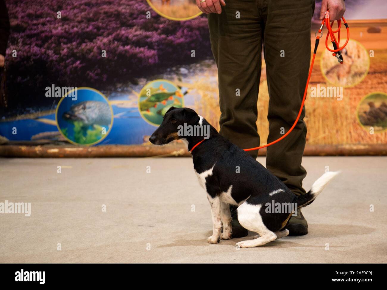 Impressioni di hunt fiera di Hannover bassa Sassonia Germania il 6 dicembre 2019 Foto Stock