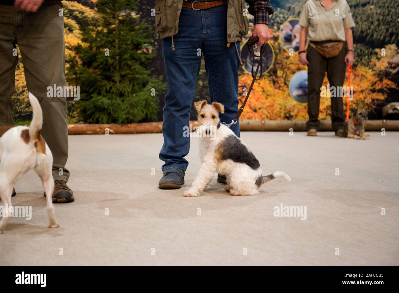 Impressioni di hunt fiera di Hannover bassa Sassonia Germania il 6 dicembre 2019 Foto Stock