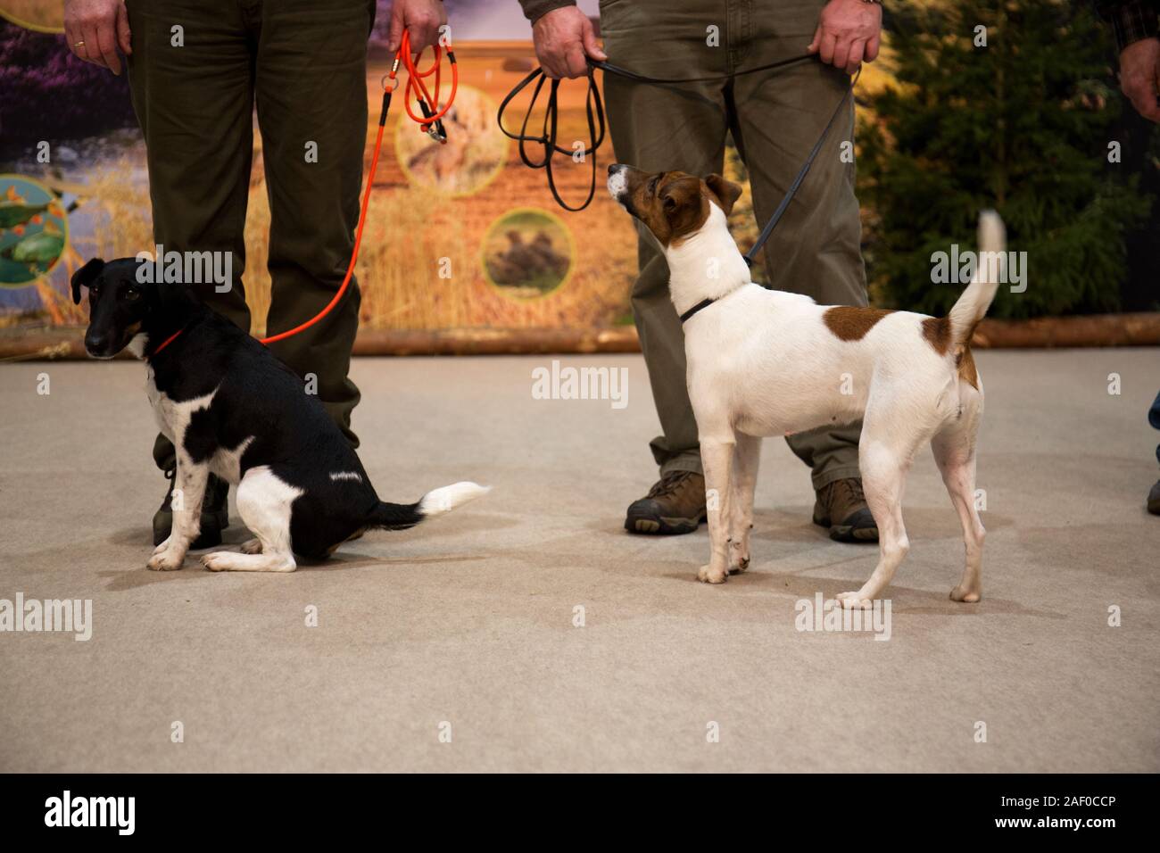 Impressioni di hunt fiera di Hannover bassa Sassonia Germania il 6 dicembre 2019 Foto Stock