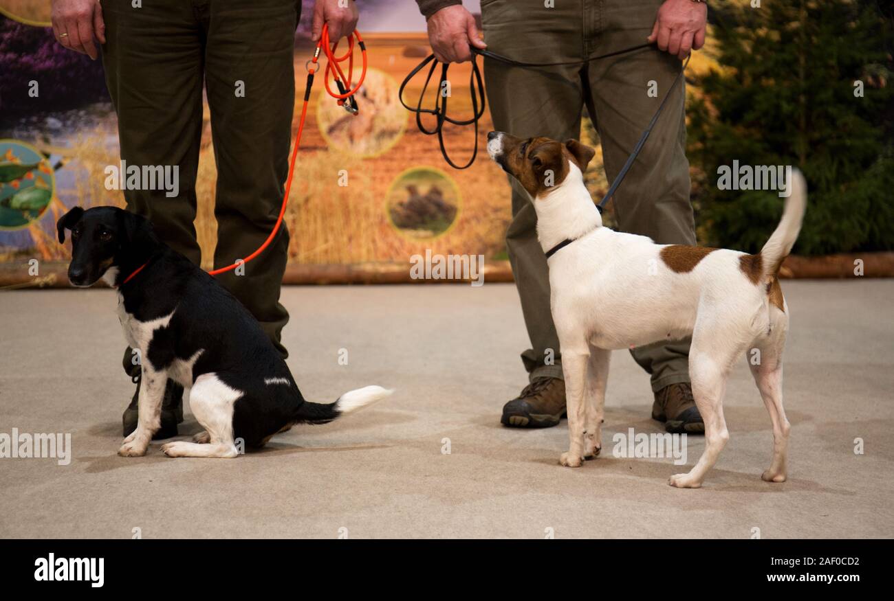 Impressioni di hunt fiera di Hannover bassa Sassonia Germania il 6 dicembre 2019 Foto Stock