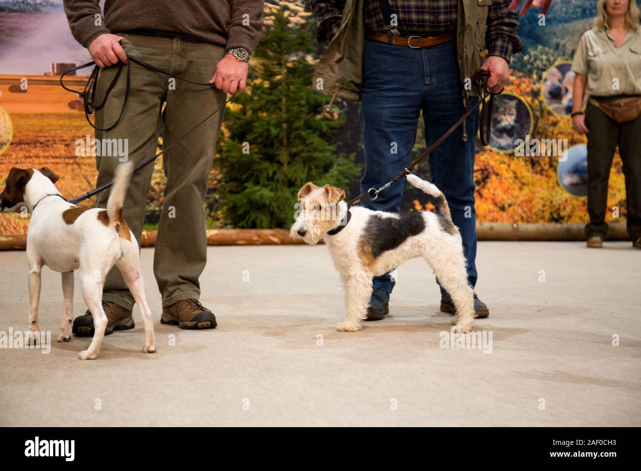 Impressioni di hunt fiera di Hannover bassa Sassonia Germania il 6 dicembre 2019 Foto Stock