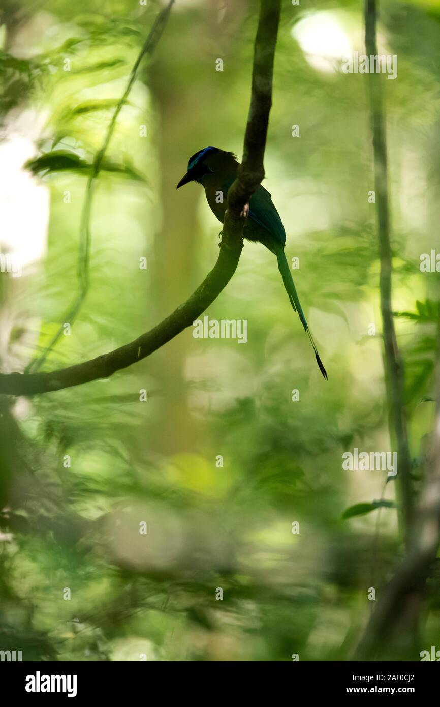 Un Blu-diademed Motmot è in attesa per la sua preda al buio la Foresta Pluviale di El Petén, Guatemala Foto Stock