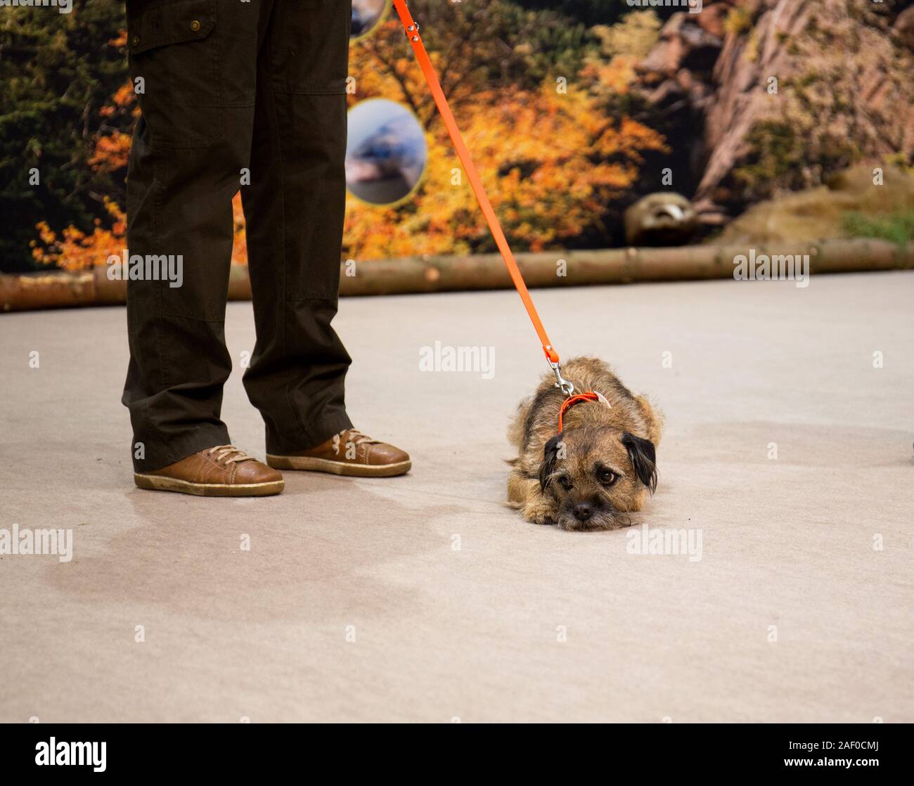 Impressioni di hunt fiera di Hannover bassa Sassonia Germania il 6 dicembre 2019 Foto Stock