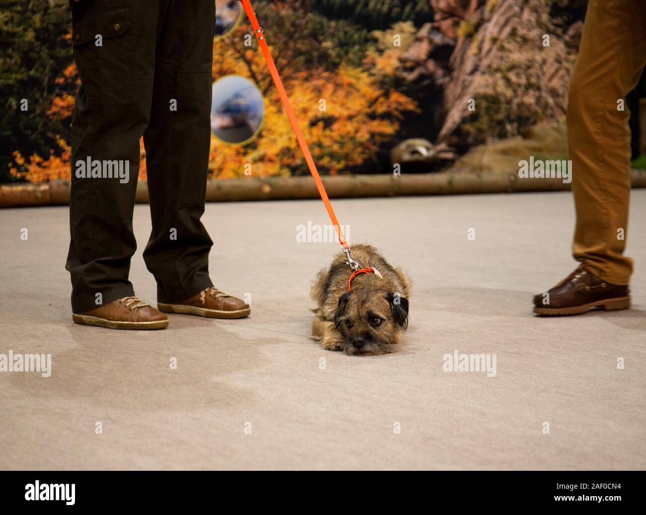 Impressioni di hunt fiera di Hannover bassa Sassonia Germania il 6 dicembre 2019 Foto Stock