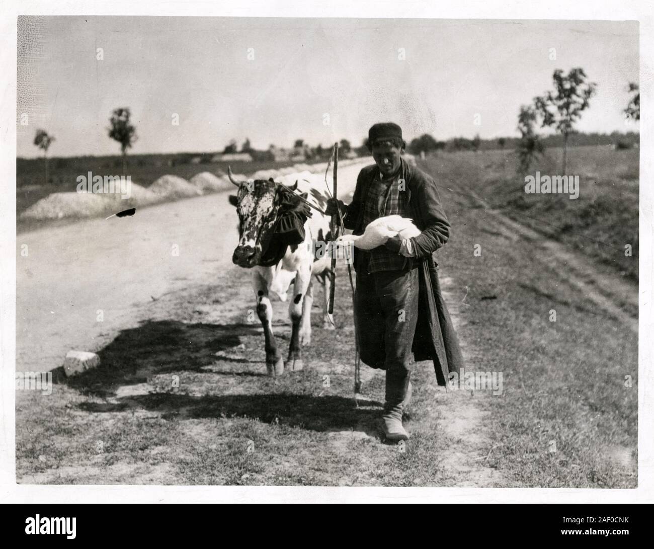 Il polacco rifugiato fugge con tutti i suoi possedimenti - una vacca e un oca - davanti al tedesco anticipo in Polonia durante la guerra mondiale I. Foto Stock