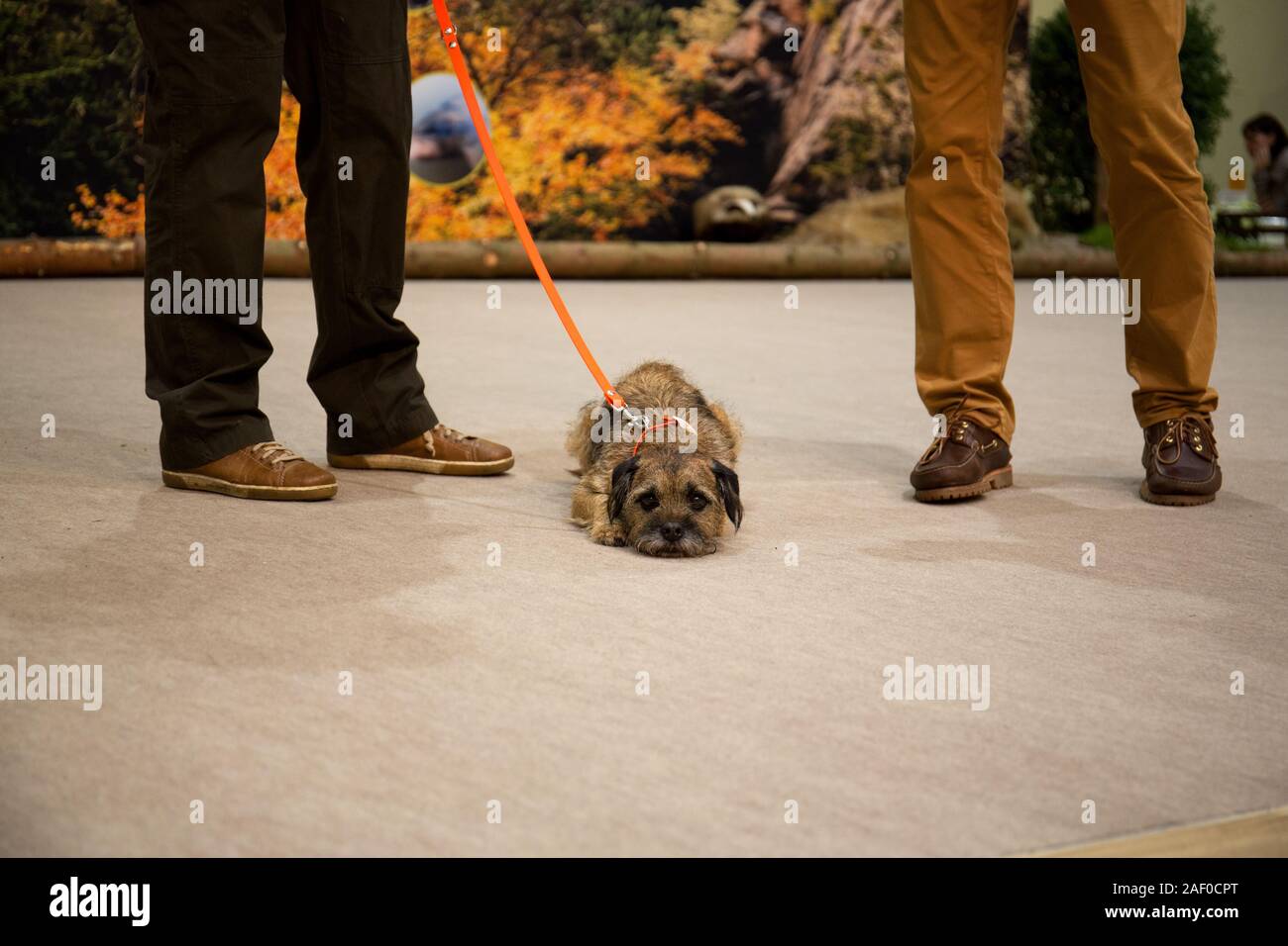 Impressioni di hunt fiera di Hannover bassa Sassonia Germania il 6 dicembre 2019 Foto Stock