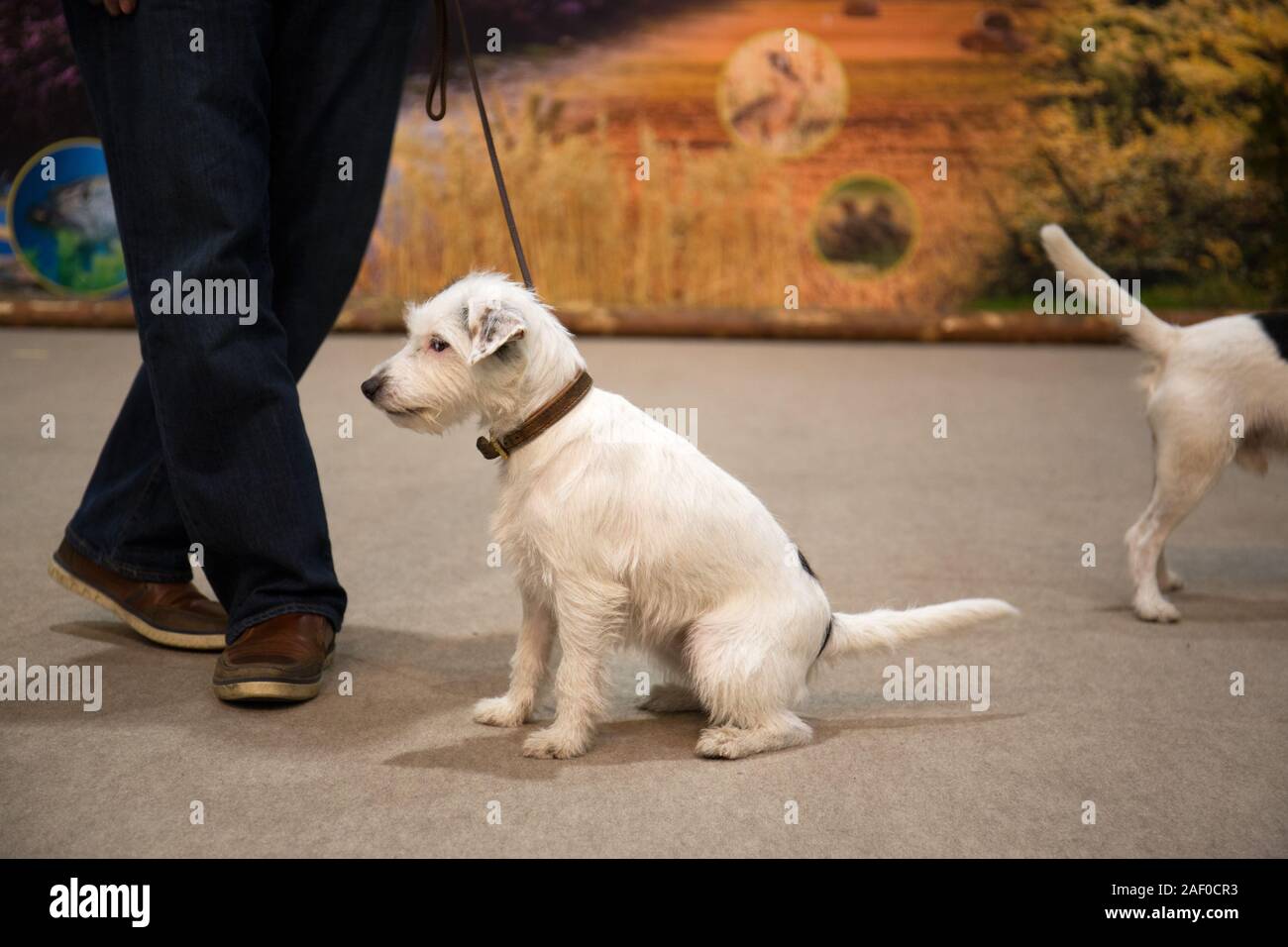Impressioni di hunt fiera di Hannover bassa Sassonia Germania il 6 dicembre 2019 Foto Stock