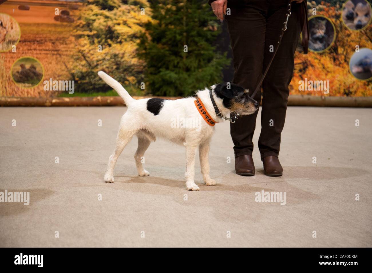 Impressioni di hunt fiera di Hannover bassa Sassonia Germania il 6 dicembre 2019 Foto Stock
