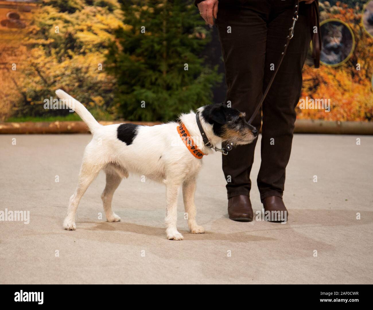 Impressioni di hunt fiera di Hannover bassa Sassonia Germania il 6 dicembre 2019 Foto Stock