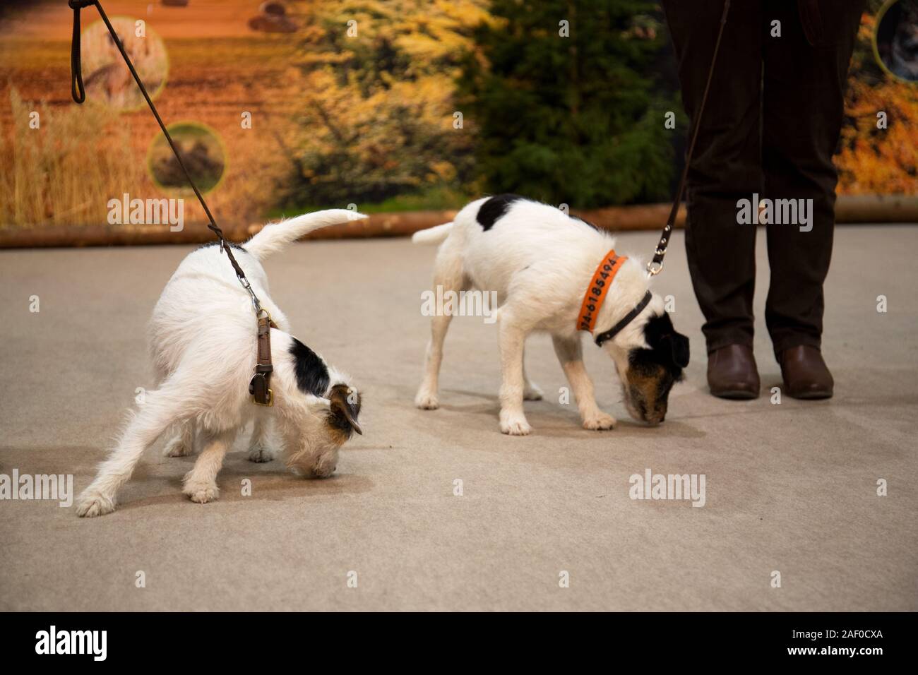 Impressioni di hunt fiera di Hannover bassa Sassonia Germania il 6 dicembre 2019 Foto Stock