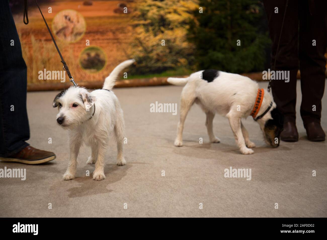 Impressioni di hunt fiera di Hannover bassa Sassonia Germania il 6 dicembre 2019 Foto Stock