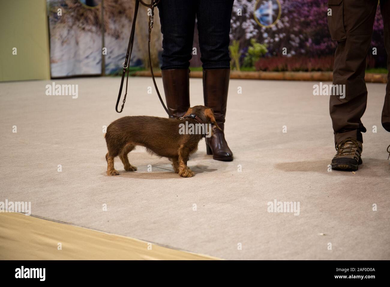 Impressioni di hunt fiera di Hannover bassa Sassonia Germania il 6 dicembre 2019 Foto Stock