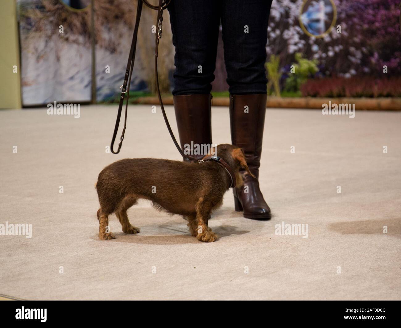 Impressioni di hunt fiera di Hannover bassa Sassonia Germania il 6 dicembre 2019 Foto Stock