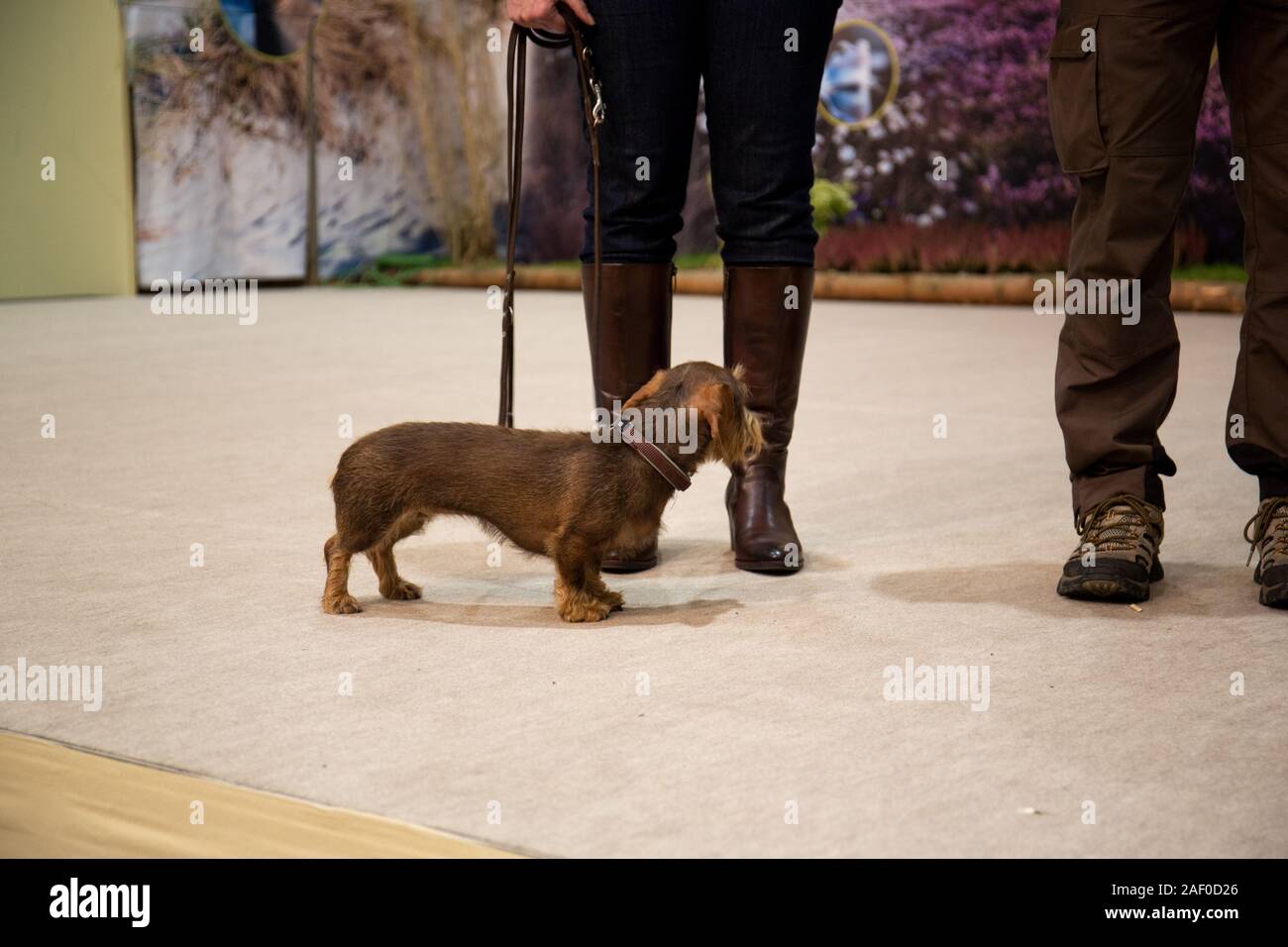 Impressioni di hunt fiera di Hannover bassa Sassonia Germania il 6 dicembre 2019 Foto Stock