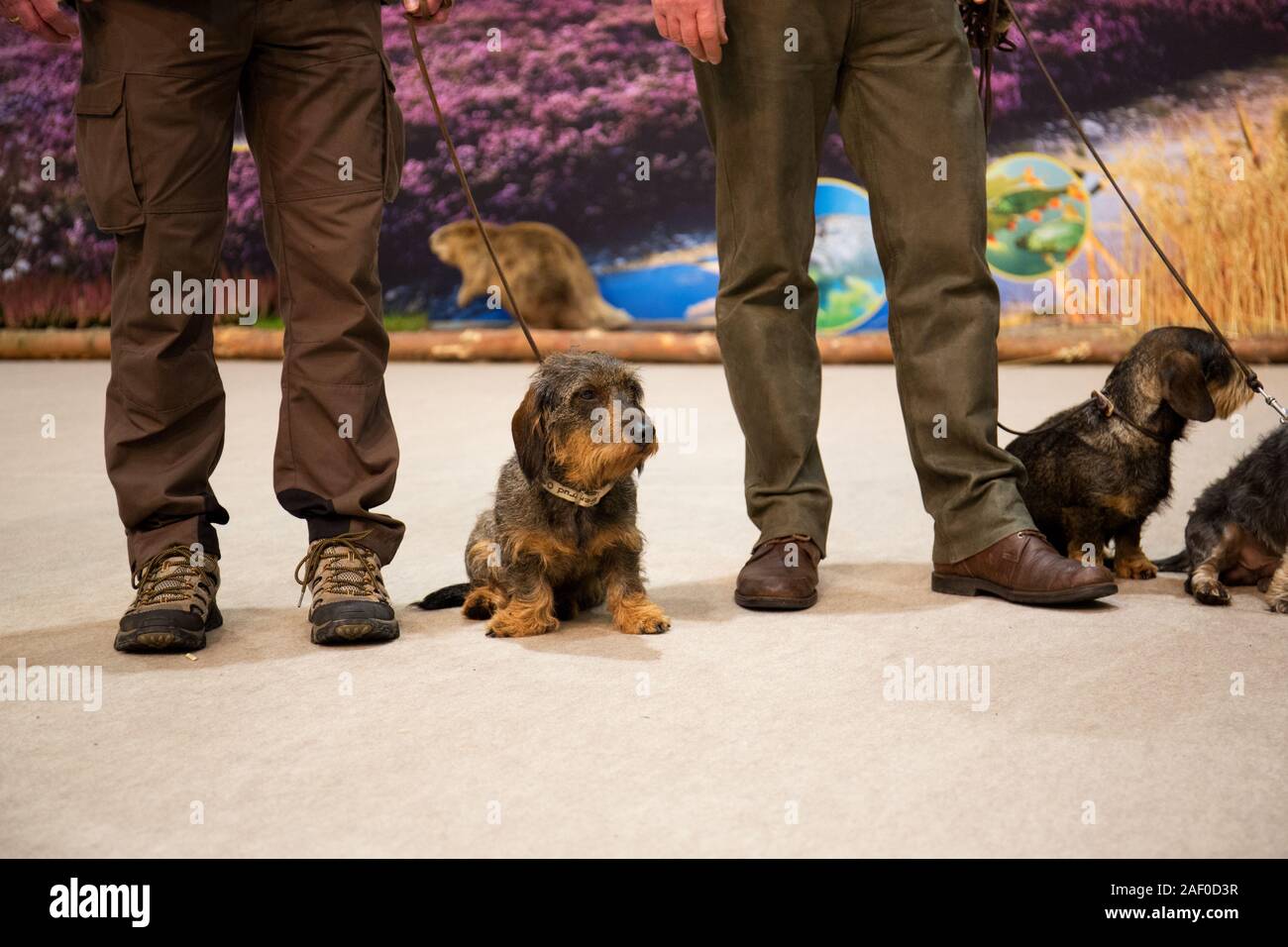 Impressioni di hunt fiera di Hannover bassa Sassonia Germania il 6 dicembre 2019 Foto Stock