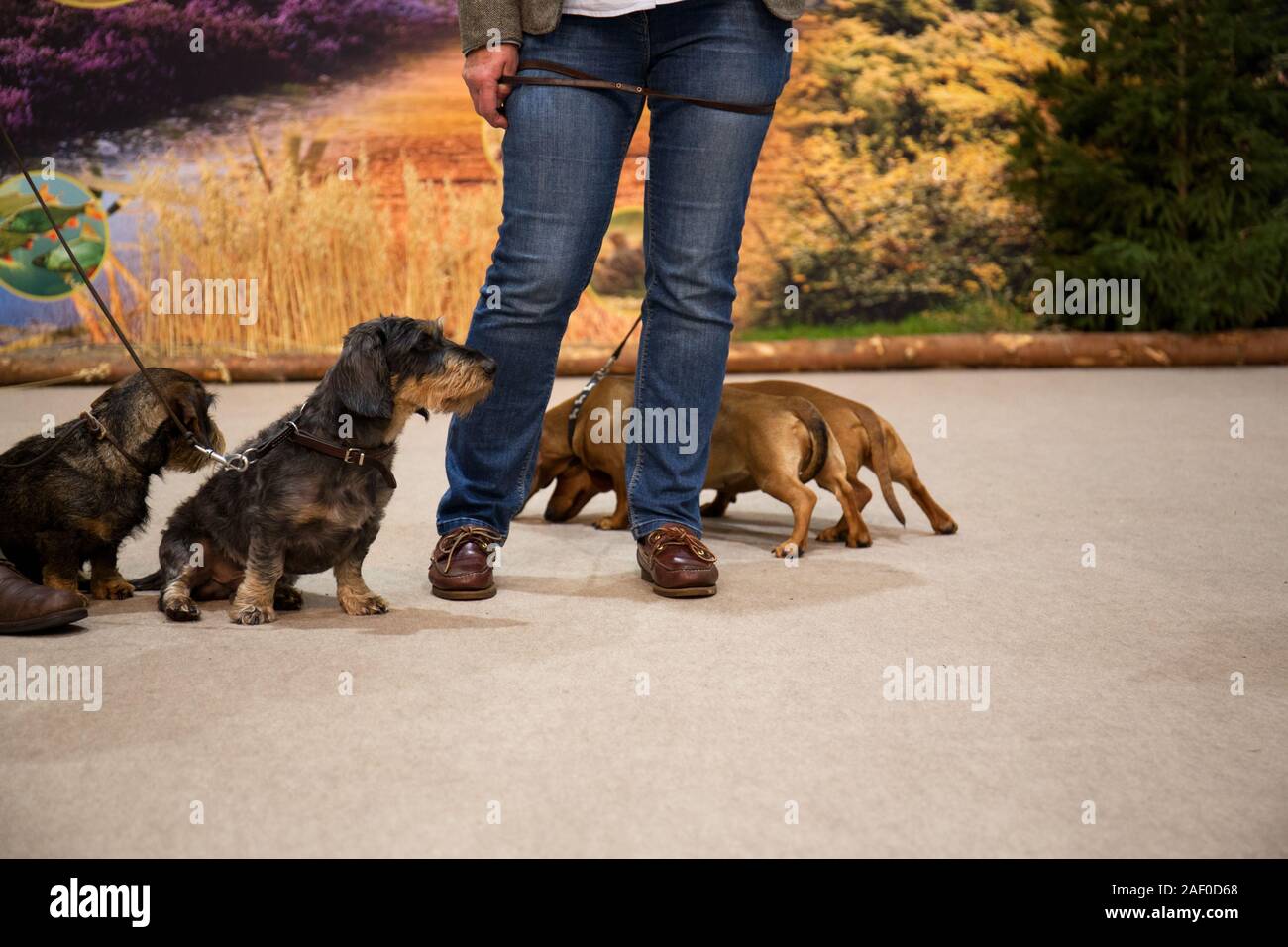 Impressioni di hunt fiera di Hannover bassa Sassonia Germania il 6 dicembre 2019 Foto Stock