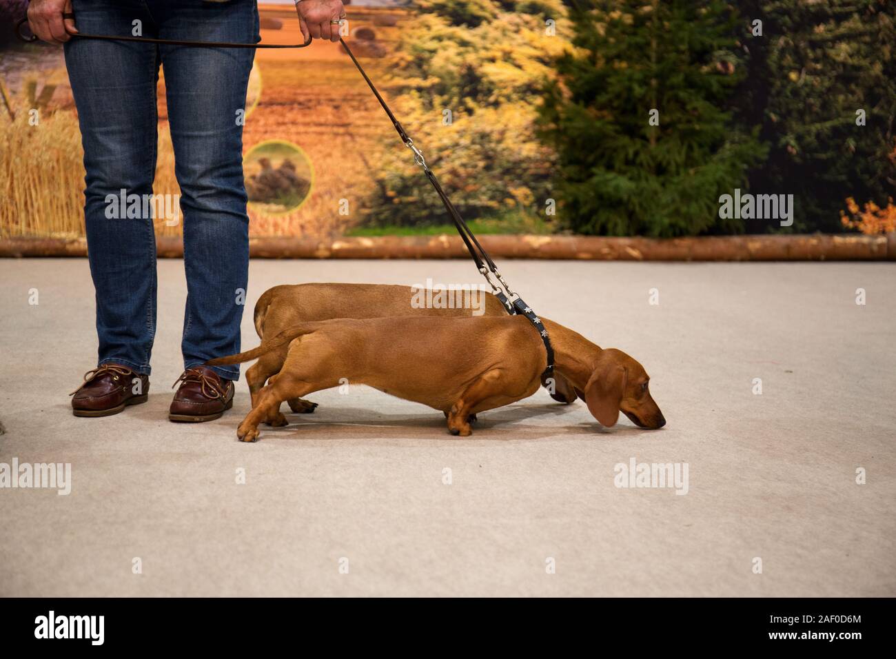 Impressioni di hunt fiera di Hannover bassa Sassonia Germania il 6 dicembre 2019 Foto Stock
