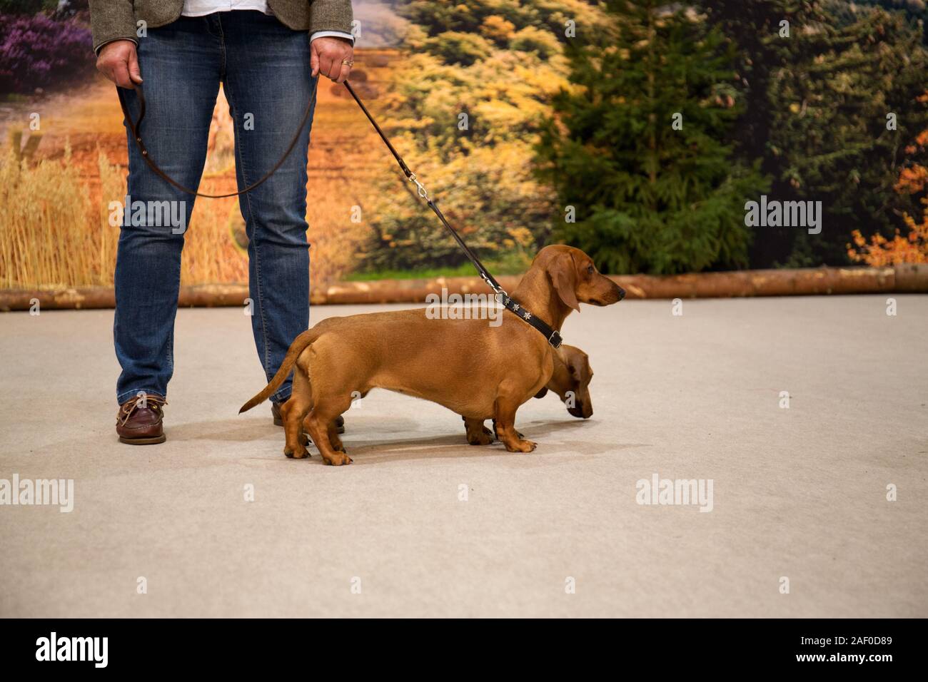 Impressioni di hunt fiera di Hannover bassa Sassonia Germania il 6 dicembre 2019 Foto Stock