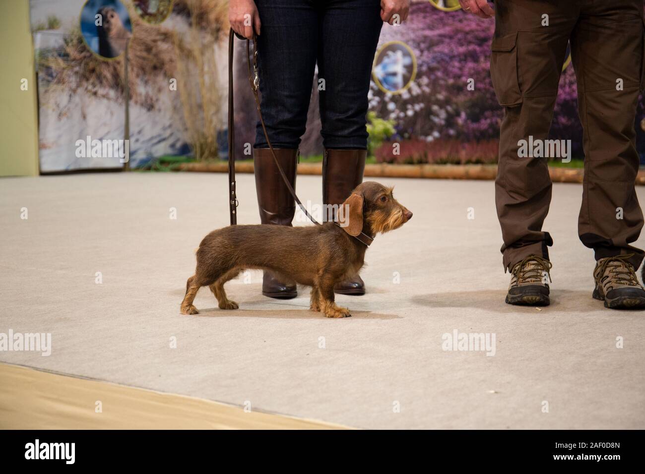 Impressioni di hunt fiera di Hannover bassa Sassonia Germania il 6 dicembre 2019 Foto Stock