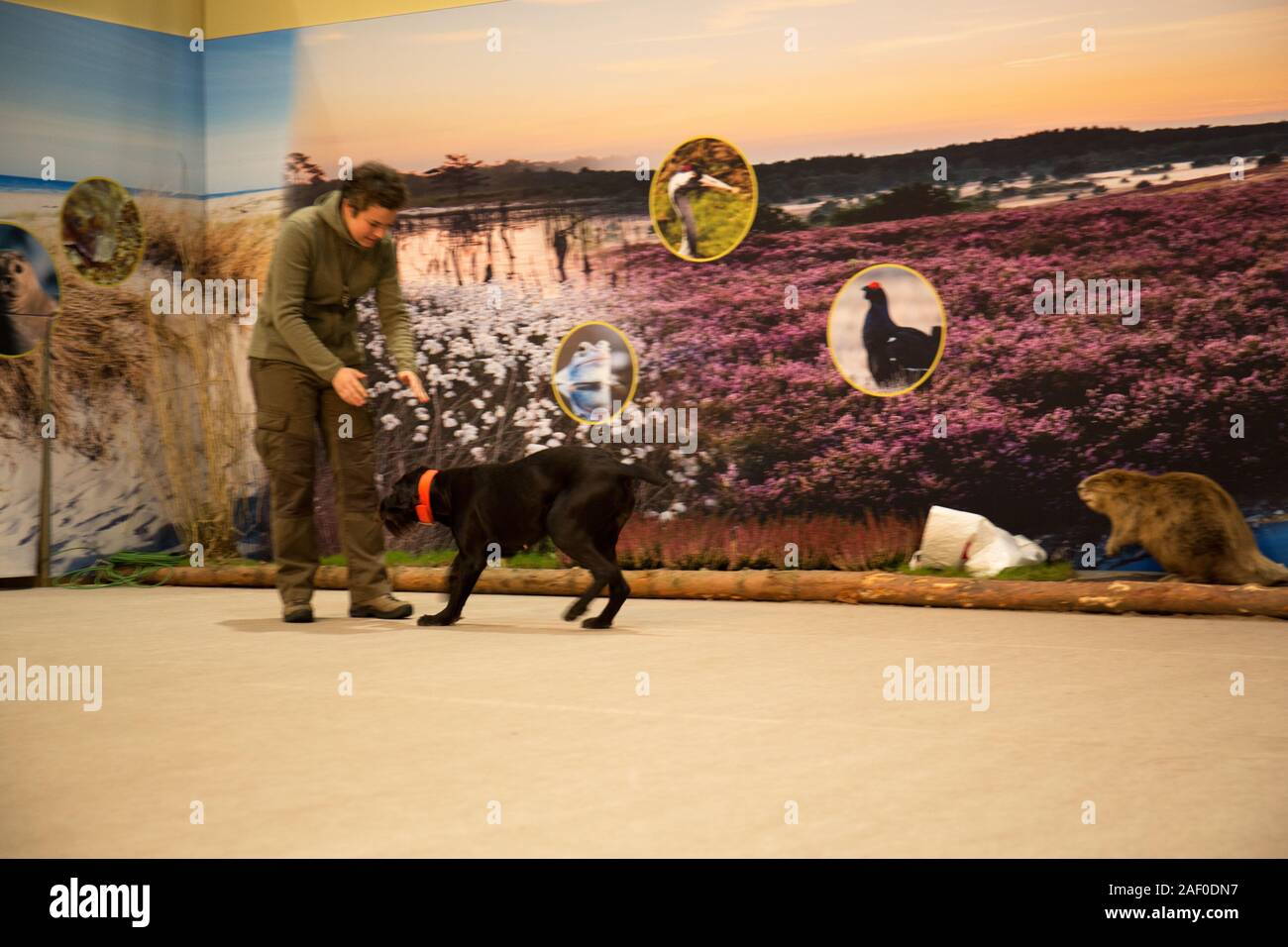 Impressioni di hunt fiera di Hannover bassa Sassonia Germania il 6 dicembre 2019 Foto Stock